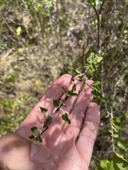 Croton betulinus