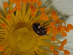 Anthrenus angustefasciatus