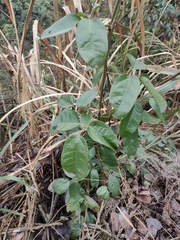 Mucuna sempervirens