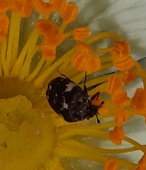 Anthrenus angustefasciatus