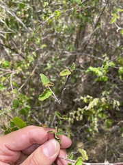 Croton betulinus