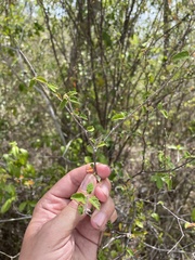 Croton betulinus