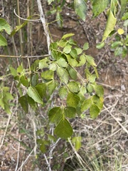 Serjania lucida