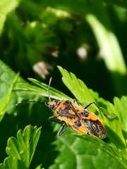 Corizus hyoscyami