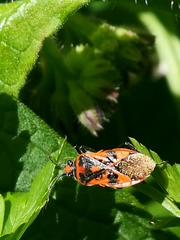 Corizus hyoscyami