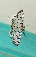 Conchylodes platinalis