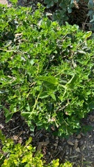 Magnoliopsida