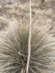 Muhlenbergia lindheimeri