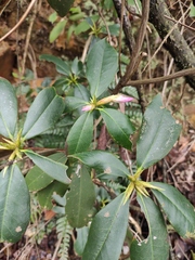 Rhododendron latoucheae