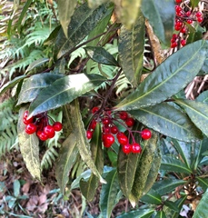 Ardisia lindleyana