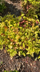 Magnoliopsida