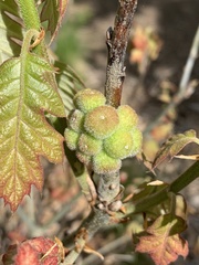 Andricus quercusformosus