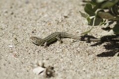 Psammodromus edwarsianus