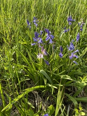 Hyacinthoides non-scripta