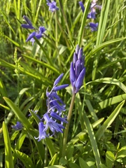 Hyacinthoides non-scripta