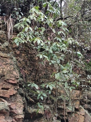 Rhododendron latoucheae