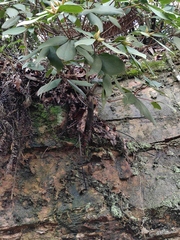 Rhododendron latoucheae