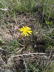 Nothocalais cuspidata