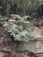 Rhododendron latoucheae