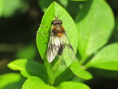 Leucozona lucorum