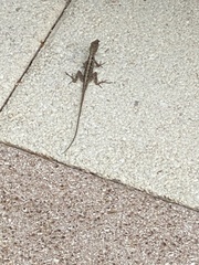 Anolis sagrei