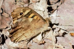 Pararge aegeria tircis