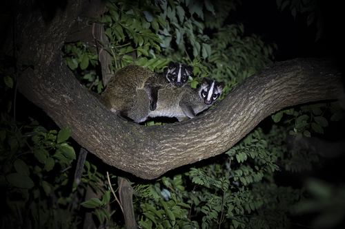 Masked Palm Civet, Lung Fu Shan, Hong Kong, photo 8 of 10