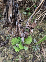 Macleaya cordata