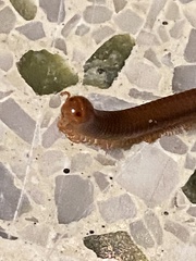 Trigoniulus corallinus