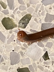 Trigoniulus corallinus