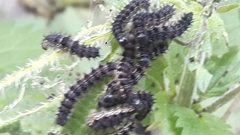 Aglais urticae