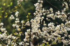Prunus salicina