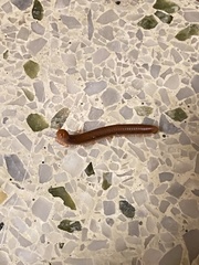 Trigoniulus corallinus