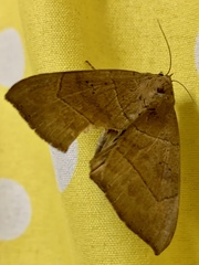 Achaea trapezoides