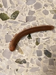 Trigoniulus corallinus