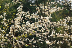 Prunus salicina