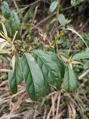 Itea chinensis