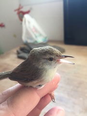 Prinia lepida