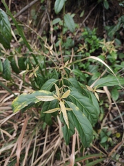 Itea chinensis