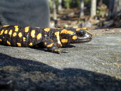 Salamandra corsica