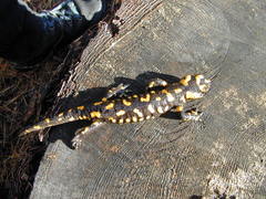 Salamandra corsica