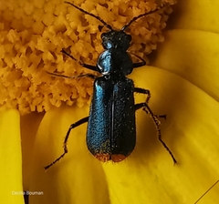 Malachius lusitanicus