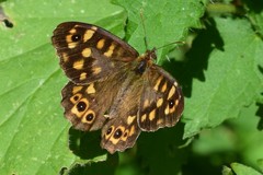 Pararge aegeria tircis