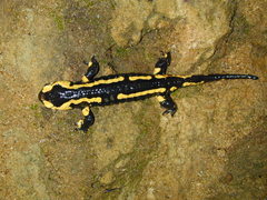 Salamandra salamandra