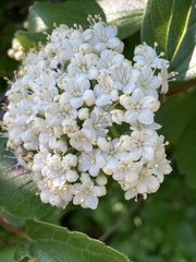 Viburnum ellipticum