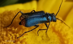 Malachius lusitanicus