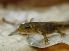 Salamandra salamandra