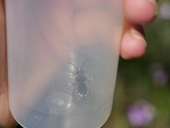 Melecta curvispina