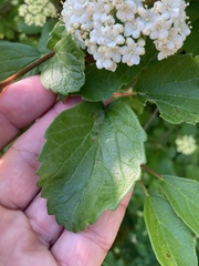Viburnum ellipticum
