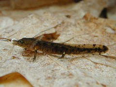 Salamandra salamandra